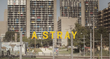 A Stray (2016) download