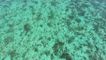 Great Barrier Reef 4K (2018) download
