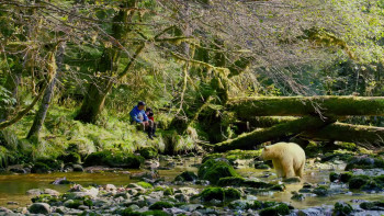 Great Bear Rainforest (2019) download