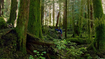 Great Bear Rainforest (2019) download