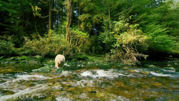Great Bear Rainforest (2019) download