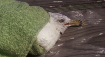 Last Summer (1969) download