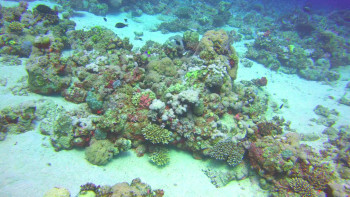 Red Sea 4K (2016) download