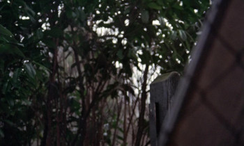The Corpse (1971) download